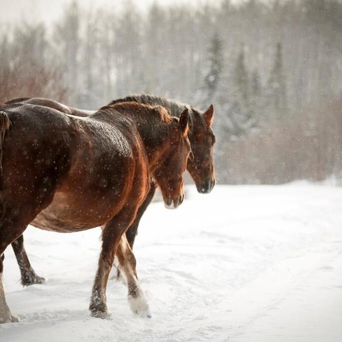 Researcher calls for more wild horse protections after 17 shot dead in rural B.C.